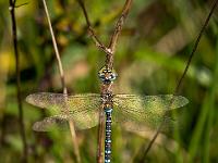 Blaugrüne Mosaikjungfer Libelle Männchen